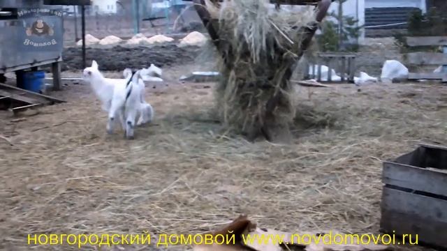 Забавные козлята