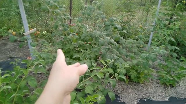 Рем.малина на два урожая,плодоношение.А так же другие сорта. смотреть онлайн