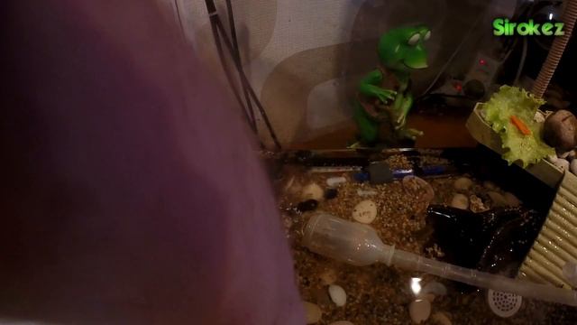 Радужный краб, ставим полку. смотреть онлайн