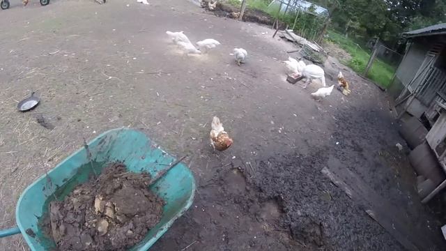 Великие грязи, или как попасть в хлев не одевая болотные сапоги. Часть 1.