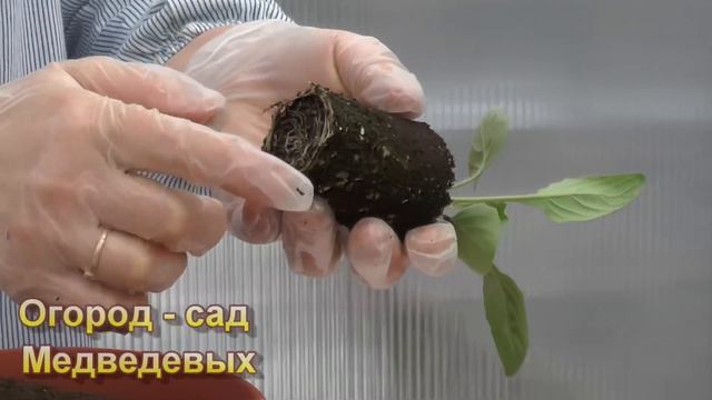 Гербера Джеймсона - от посева до цветения. Мой опыт выращивания смотреть онлайн