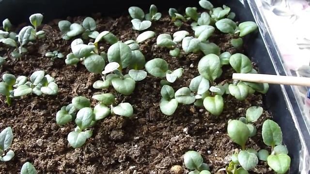 ЦИНЕРАРИЯ СЕРЕБРЯНАЯ. РАССАДЕ 1 МЕСЯЦ. СЕЗОН 2019. смотреть онлайн