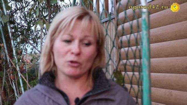 Диковинки. О цветении гречихи сахалинской и плодах аралии маньчжурской смотреть онлайн