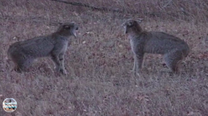 Битва рыси, Рысь нападает на волков, рыси нападают на лис