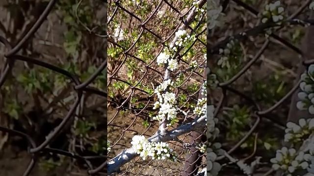 Пчела опыляет сливу, 10.05.16 смотреть онлайн