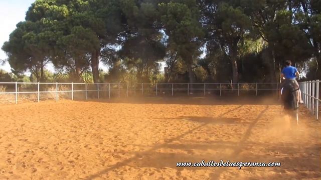 Yunque geritten/under the saddle, PRE Hengst/Stallion, *2008, for sale смотреть онлайн
