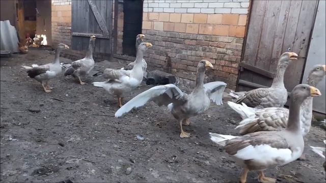 Гуси породы Комогоры смотреть онлайн