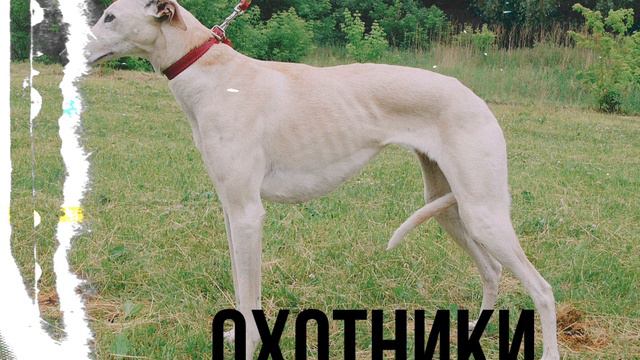 Гончие: скорость, выносливость и искусные спасатели смотреть онлайн