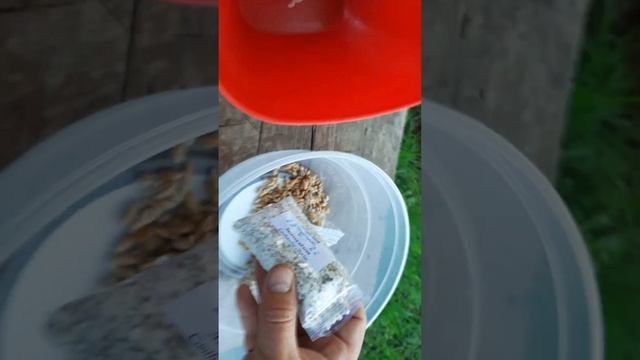 Посадка грибов микоцебов под пдодовые деревья гриб Рядовка, Лисичка и Трюфель 2 октября 2022 г. смотреть онлайн