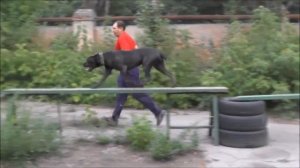 Кане Корсо  дрессировка .Cane Corso  300 Спартанцев.