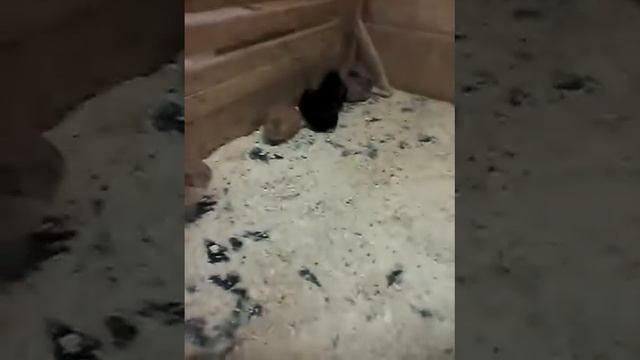 1часть.Контактный зоопарк страна ЕНОТиЯ. смотреть онлайн