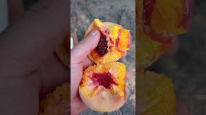 персик Крымская осень