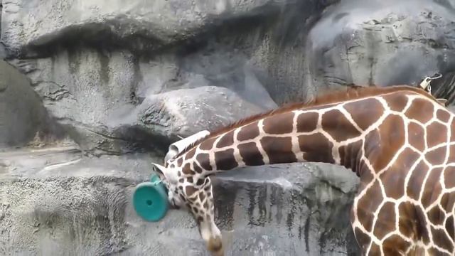 Зоопарк для малышей - Развивающие видео для детей #зоопарк #зоопаркдлядетей смотреть онлайн