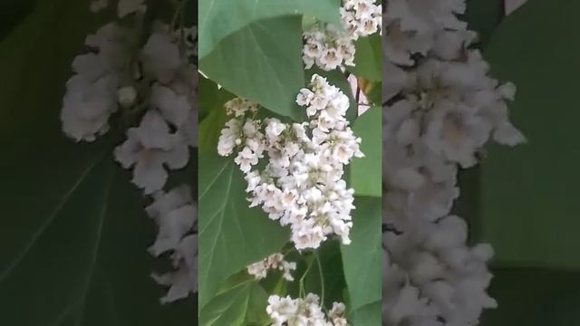 Катальпа бигнониевидная./catalpa смотреть онлайн