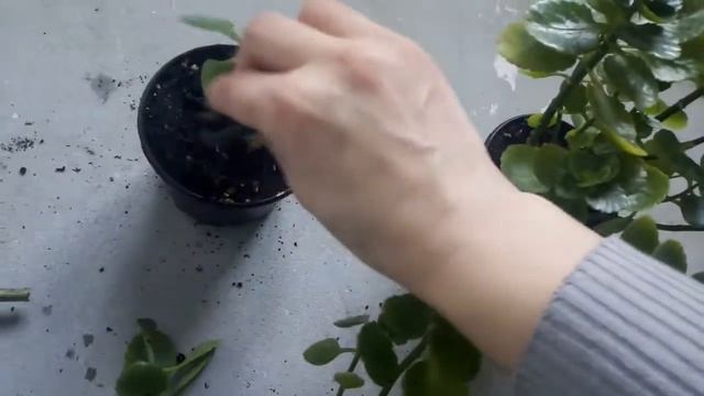 #комнатныерастения Комнатные растения. Калонхоэ. Омоложиваю. Черенки. Обзор. смотреть онлайн