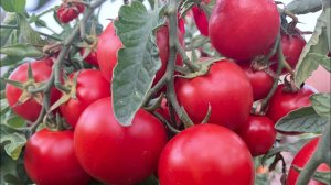 Очень УРОЖАЙНЫЙ и САМЫЙ СКОРОСПЕЛЫЙ ТОМАТ, буду выращивать всегда! Пересорт загадка