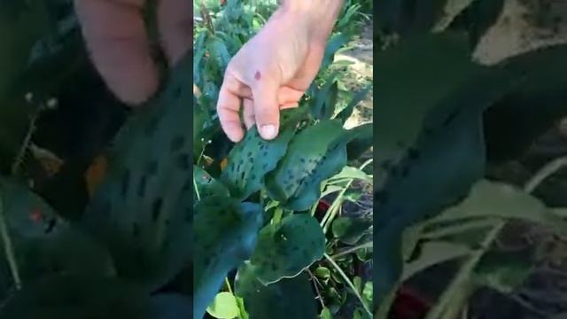 PurplePlants смотреть онлайн