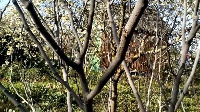 Когда просыпается инжир?