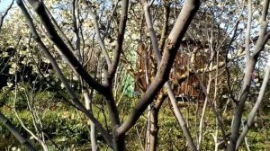 Когда просыпается инжир?