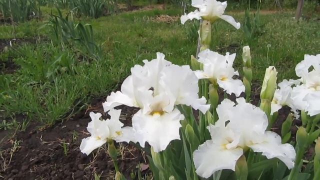 Чем отличаются ирисы бородатые карлики от ирисов Интермедиа? Приглашаю в мой сад! смотреть онлайн