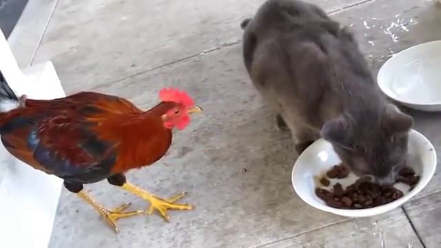 кошка с курицей смотреть онлайн