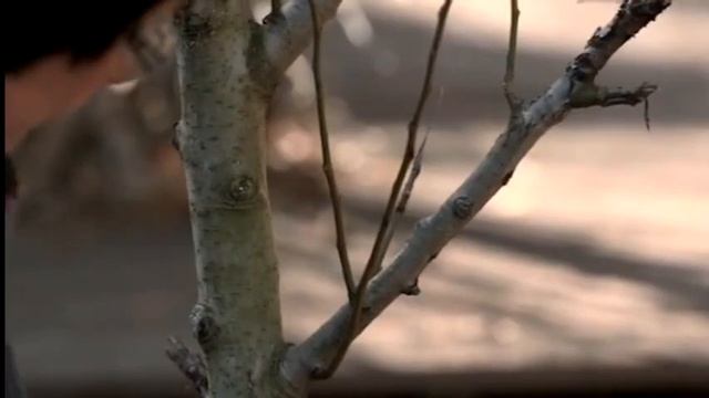 Обрезка плодовых смотреть онлайн
