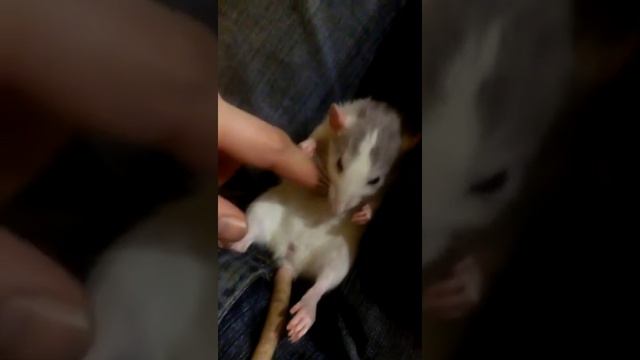 Крыса Дамбо залипает. / Sleeping rat. смотреть онлайн