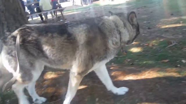 Aurora Walking in public. смотреть онлайн