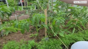 ТОМАТ ВЕСЁЛАЯ СОСЕДКА /Два томата в одной лунке / Формируем в один стебель /Пасынкование  и подвязк