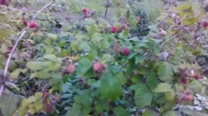 Видео обзор малинового дерева "Сказка".