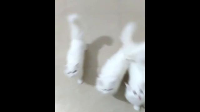 Persian Kittens Meowing ? смотреть онлайн
