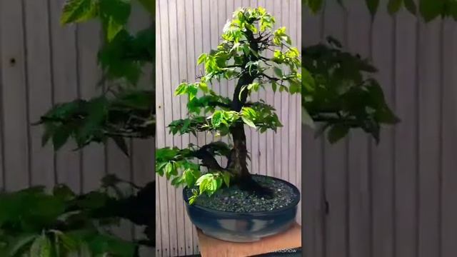Carpinus betulus bonsai 2018 spring смотреть онлайн