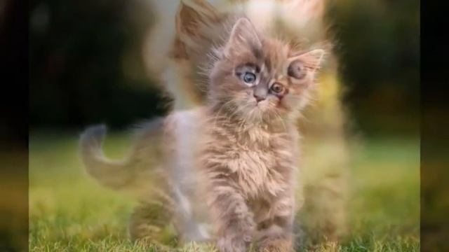 Котики. смотреть онлайн