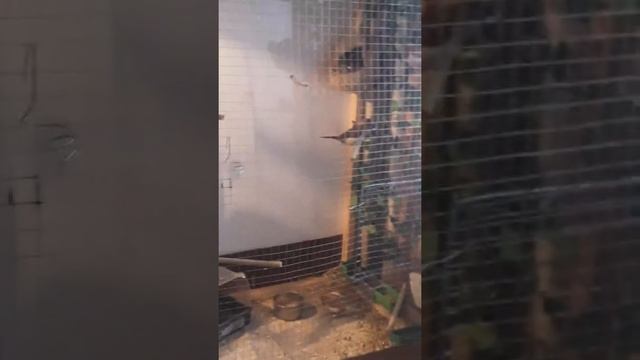 Японская амадина смотреть онлайн