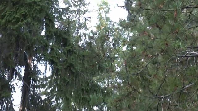 Финская белочка грызет гриб смотреть онлайн