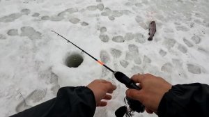 Ловля ФОРЕЛИ на платнике ЗИМОЙ