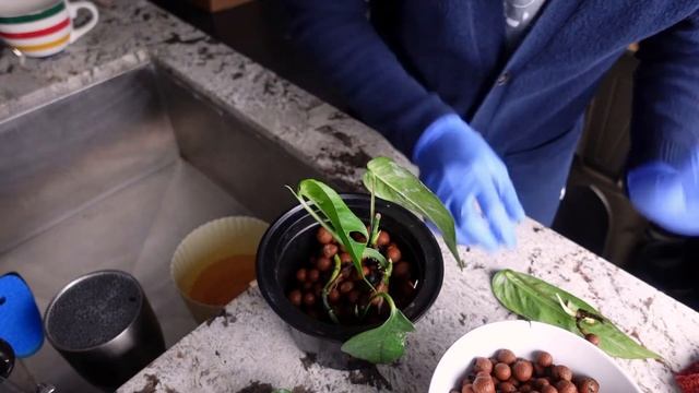 1 MONTH PROPAGATION UPDATE - Epipremnum Pinnatum Albo Variegata in LECA (Houseplants A-Z) смотреть онлайн