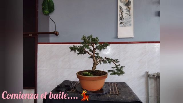 Diseño y trasplante. Picea Nidiformis. By Cristina Magide, Bonsai Astur. смотреть онлайн