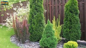 Туя в ландшафтном дизайне участка.