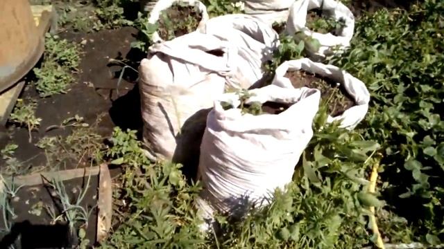 Непонятная картошка в мешках смотреть онлайн