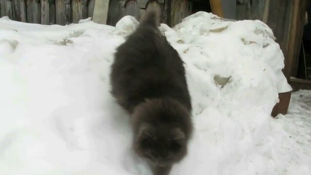 ВЕСНА ПРИШЛА ! Пора почистить пёрышки и откопать из под снега забытую ..... смотреть онлайн