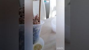 Рибав экстра!Рост корней!!!Результат есть!