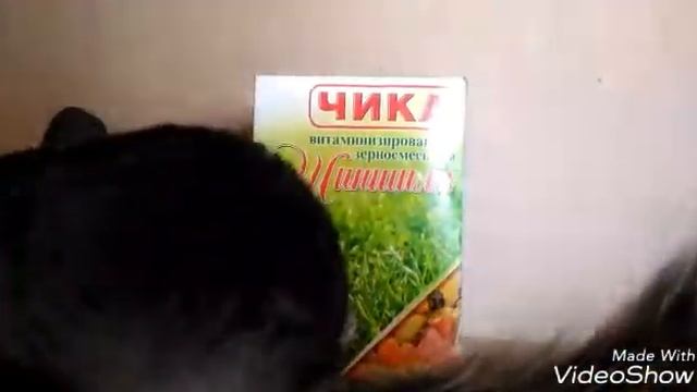 Уход и содержание шиншиллы.читай описание. смотреть онлайн