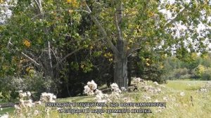 Что стреляет в глушитель - причины хлопков из выхлопной трубы