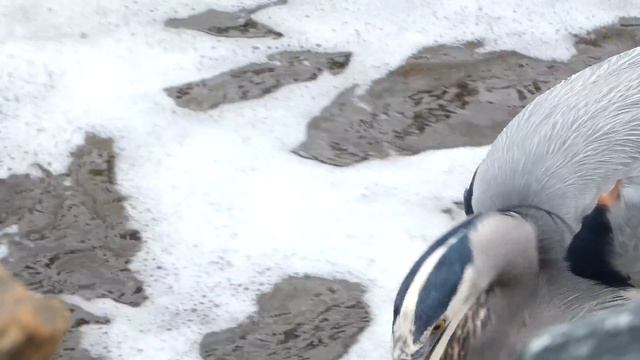 Great blue heron catching / eating fish | Call sound смотреть онлайн