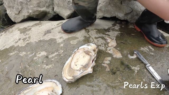 The wild river mussels in the lake, open the mussels and get out the perfect pearls, so lucky! смотреть онлайн