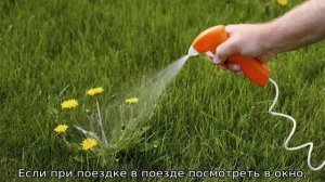 Что сделать чтобы не росла трава