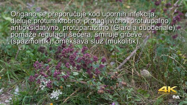 Origano, Vranilova Trava, Mravinac | Oregano (Origanum Vulgare) - (4K)