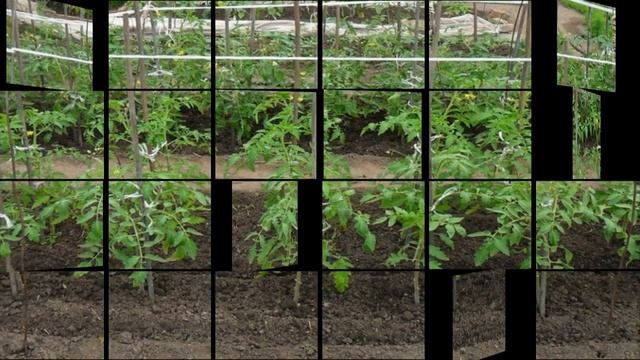 ТОМАТ ПИР НА ВЕСЬ МИР - РАННИЙ УРОЖАЙНЫЙ НЕПРИХОТЛИВЫЙ МОЛОДОЙ СОРТ смотреть онлайн