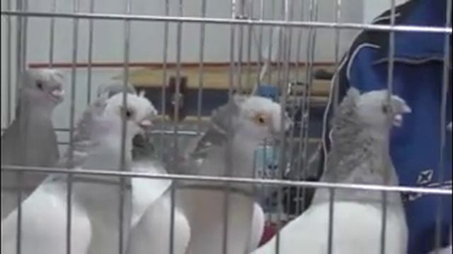 ЧЕЛКАРИ, ПОЛОСАТЫЕ, ПЕПЕЛЬНЫЕ И ТАСМАНЫ часть 4 Голуби Гиталова Алматы смотреть онлайн